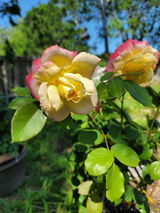 Rosa L.W. review photo