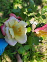Rosa L.W. review photo