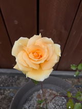 MosseyRose review photo