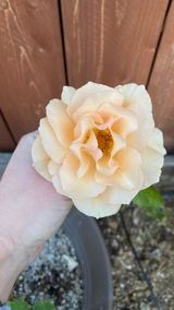 MosseyRose review photo