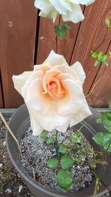 MosseyRose review photo