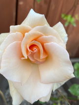 MosseyRose review photo