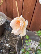 MosseyRose review photo