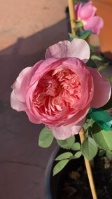 Viviana review photo