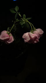Viviana review photo