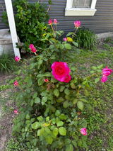 Andrea R. review photo