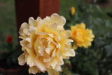 Clee review photo