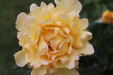 Clee review photo