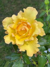 Clee review photo