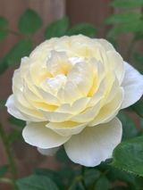 LondonAtelierFleur review photo