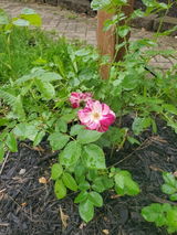 Deepa review photo