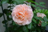 Carol H. review photo