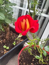 Rose V. review photo