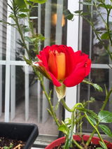 Rose V. review photo