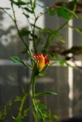 Rose V. review photo