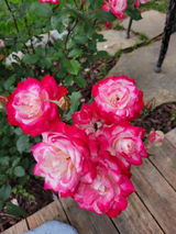 Mary M. review photo