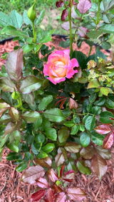 Phyllis review photo