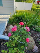 LeeAnn review photo