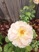 LAnne review photo