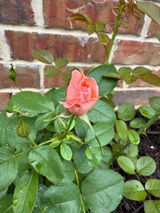 Christa review photo