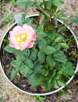 Rose K. review photo