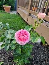 Annelle review photo