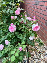 C.W. review photo