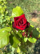 Jovon B. review photo