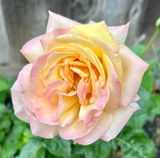 Madeline M. review photo