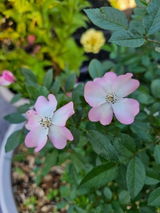 Carlyn R. review photo