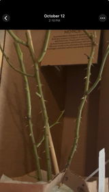 PBaf review photo