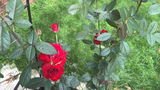 Sulbha review photo