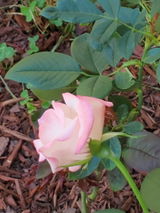 Christine review photo