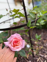 Anonymous review photo