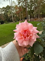 Anonymous review photo
