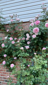 Thatcurlygardener review photo
