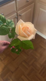 Chelsea B.A. review photo