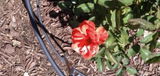 Darrel R. review photo
