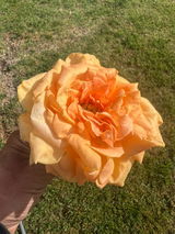 LB review photo