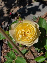 Shlomi t. review photo