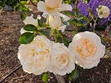 E.G. review photo