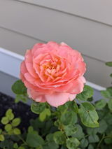 Ezzy review photo