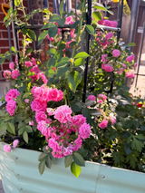 Ashma K. review photo