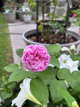 Ania D. review photo