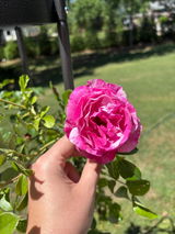 Ania D. review photo