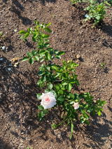 Rosa F. review photo