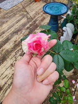 Sarah D. review photo