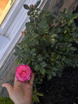 Anonymous review photo