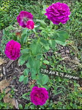 Anonymous review photo