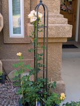 laredoleach review photo